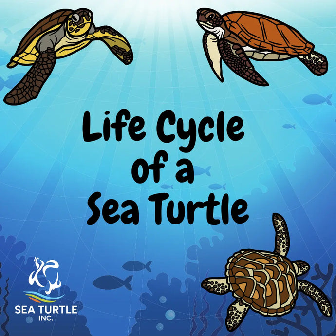 Virtual Lesson Plan Topic Life Cycle of a Sea Turtle