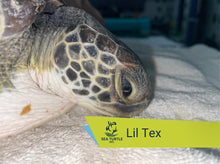 Load image into Gallery viewer, Patient Adoption