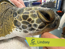 Load image into Gallery viewer, Patient Adoption