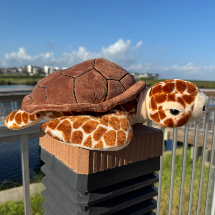 Loggerhead Biggie