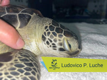 Load image into Gallery viewer, Patient Adoption