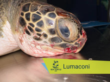 Load image into Gallery viewer, Patient Adoption