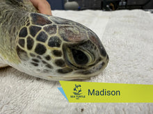 Load image into Gallery viewer, Patient Adoption