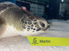 Load image into Gallery viewer, Patient Adoption