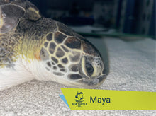 Load image into Gallery viewer, Patient Adoption