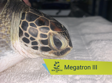 Load image into Gallery viewer, Patient Adoption