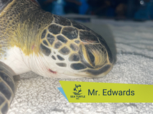 Load image into Gallery viewer, Patient Adoption