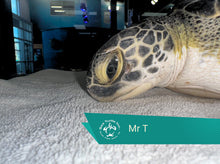 Load image into Gallery viewer, Patient Adoption