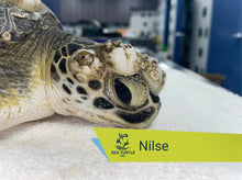 Load image into Gallery viewer, Patient Adoption