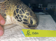 Load image into Gallery viewer, Patient Adoption