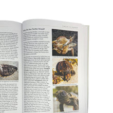 Load image into Gallery viewer, Our Sea Turtles Book