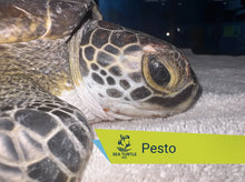 Load image into Gallery viewer, Patient Adoption