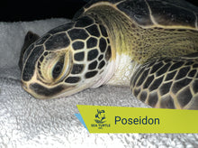 Load image into Gallery viewer, Patient Adoption