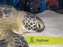 Load image into Gallery viewer, Patient Adoption