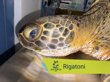 Load image into Gallery viewer, Patient Adoption