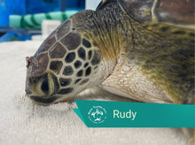 Load image into Gallery viewer, Patient Adoption