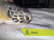 Load image into Gallery viewer, Patient Adoption