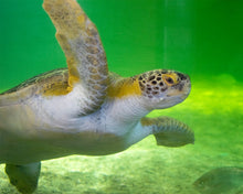 Load image into Gallery viewer, SIP 'N PAINT