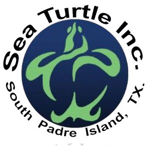 Win a Boat | Save a Sea Turtle