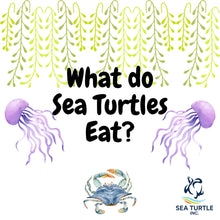 Load image into Gallery viewer, Virtual Lesson Plan Topic Sea Turtle Diets