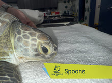 Load image into Gallery viewer, Patient Adoption