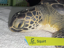 Load image into Gallery viewer, Patient Adoption