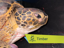 Load image into Gallery viewer, Patient Adoption