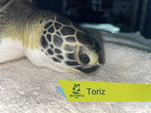 Load image into Gallery viewer, Patient Adoption