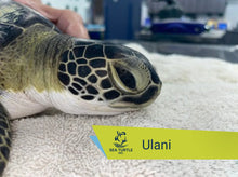 Load image into Gallery viewer, Patient Adoption