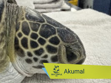 Load image into Gallery viewer, Patient Adoption