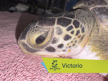 Load image into Gallery viewer, Patient Adoption