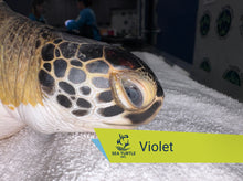 Load image into Gallery viewer, Patient Adoption