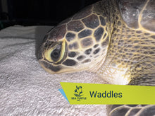 Load image into Gallery viewer, Patient Adoption