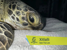 Load image into Gallery viewer, Patient Adoption