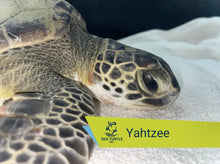 Load image into Gallery viewer, Patient Adoption