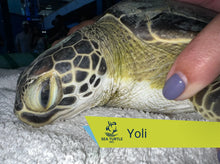 Load image into Gallery viewer, Patient Adoption