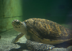 Resident Adoption