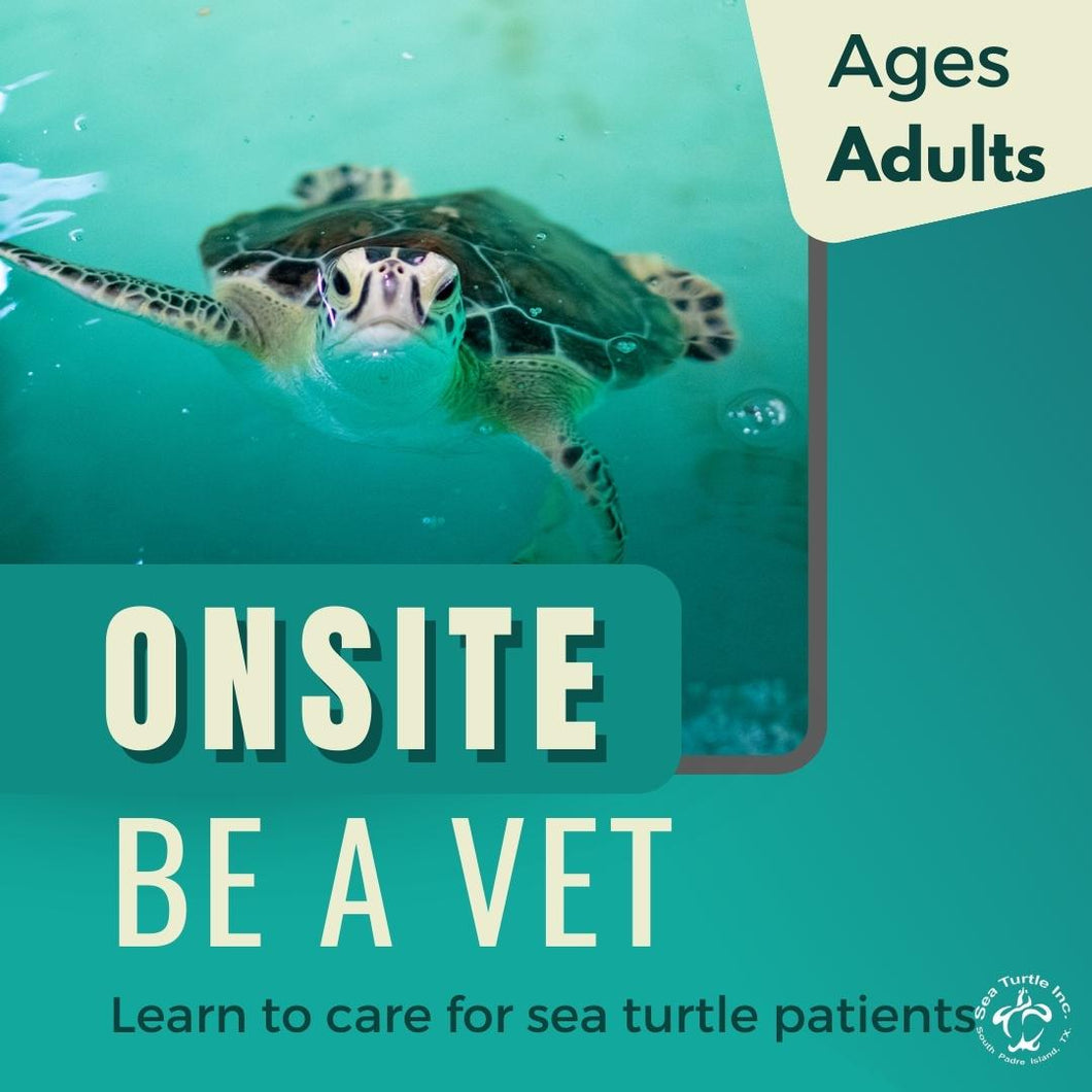 Be a Vet:  Adults Onsite