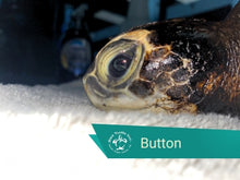 Load image into Gallery viewer, Patient Adoption