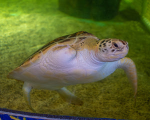 Resident Adoption