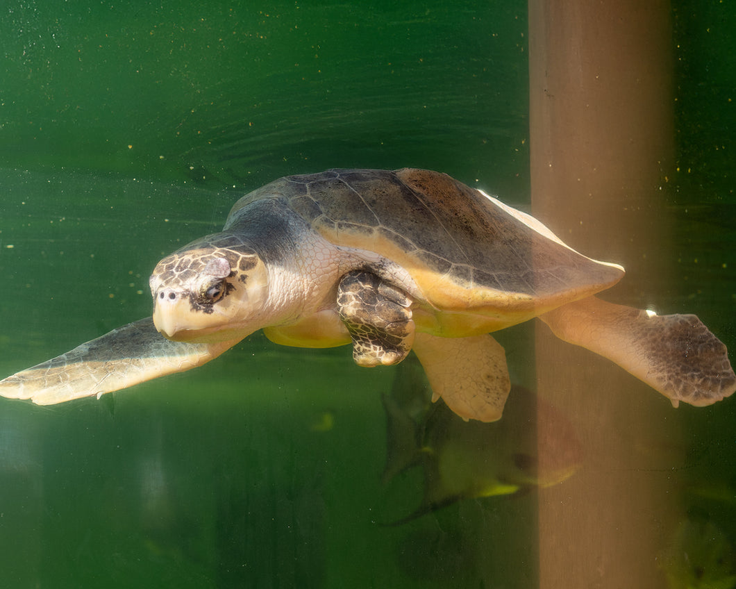 Resident Adoption