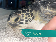 Load image into Gallery viewer, Patient Adoption