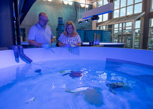 Private Sea Turtle Feeding Experience