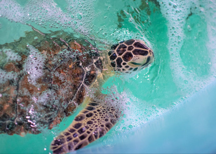 Name a Sea Turtle Patient