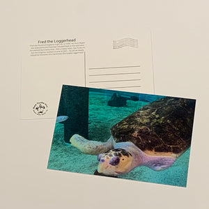 Sea Turtle Inc Post Cards
