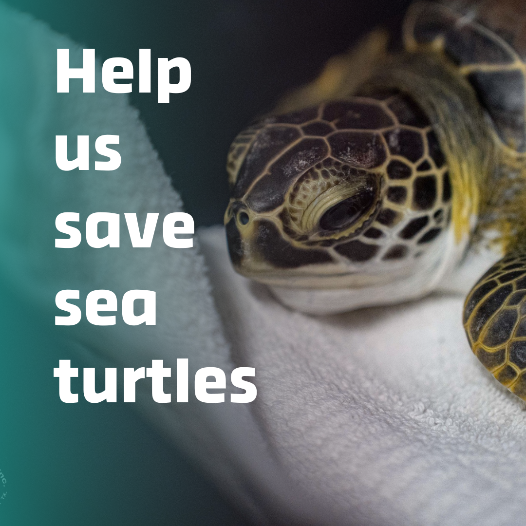Donation – Sea Turtle, Inc.