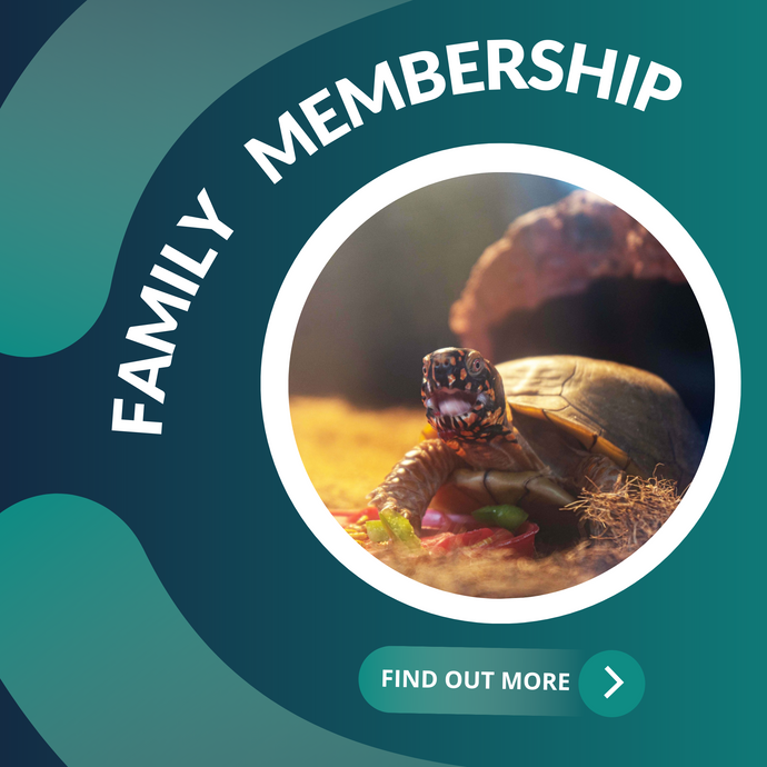 Turtle Inc Become A Member | Sea Turtle Inc – Sea Turtle, Inc.