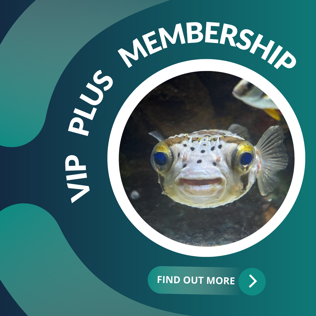 VIP PLUS Membership