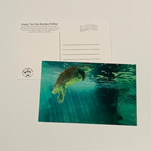 Load image into Gallery viewer, Sea Turtle Inc Post Cards