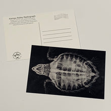 Load image into Gallery viewer, Sea Turtle Inc Post Cards